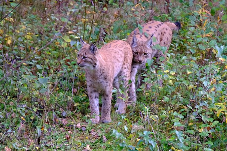 Lynxen wachten op eten