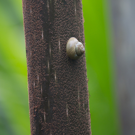Lonely Snail II