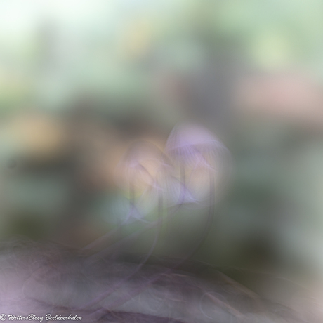 ZoomNL Dorstpaddestoelendag met MacroDaan en Dennis