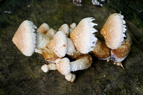 Paddestoelen