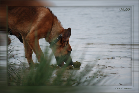 Falco in de duinen