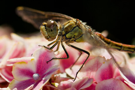 libel op Hortensia