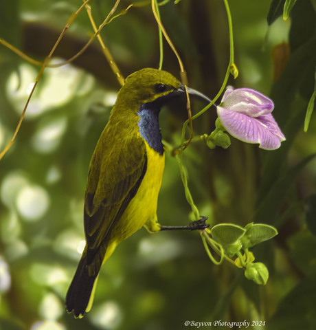 Sun Bird