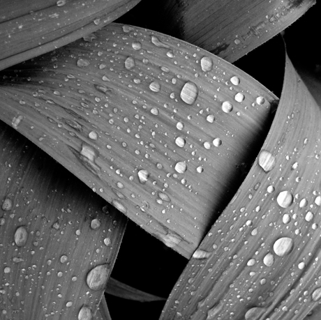 Bladeren met regendruppels