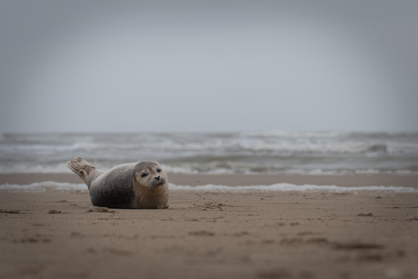 de gewone zeehond