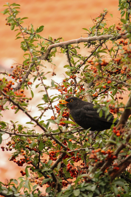 Merel lust wel een besje