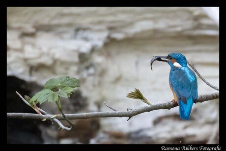 IJsvogel