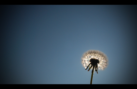 Paardenbloem