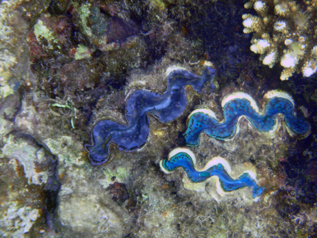 Het leven in de rode zee : Common giant clam