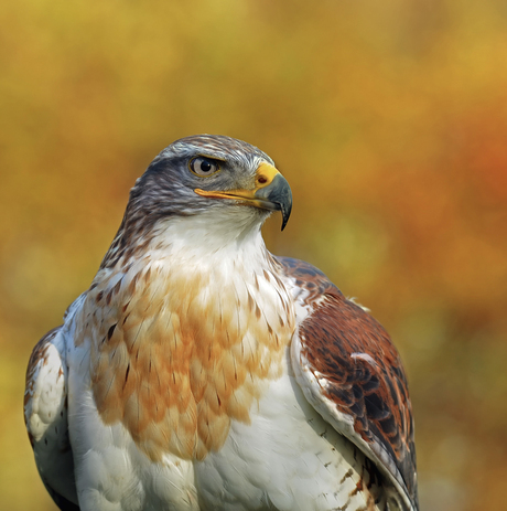 Koningsbuizerd