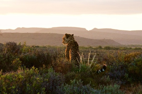 Cheetah watching the sundown at Sanbona Wildlife Reserve