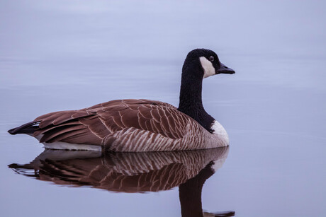 grote canadese gans