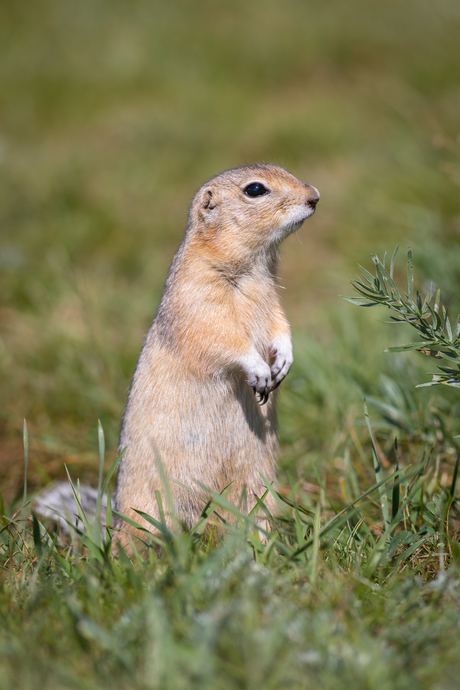 Prairiehond