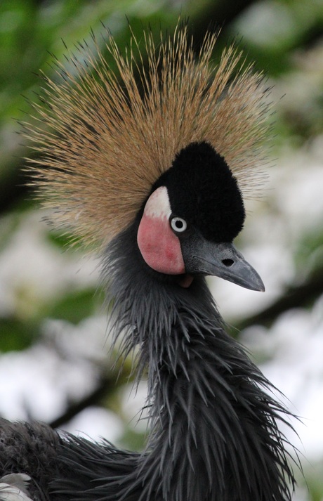 Grijze kroonkraanvogel