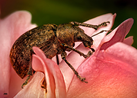 Gevlekte aardsnuitkever.