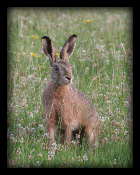 Hij is maar mooi het haasje