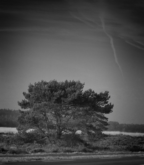 Boom op de Ginkelse heide