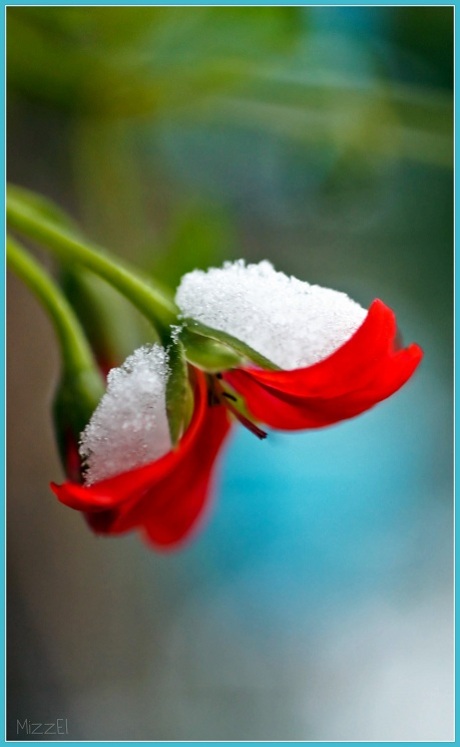 Yep, sneeuw-bloem