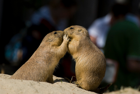 the kiss