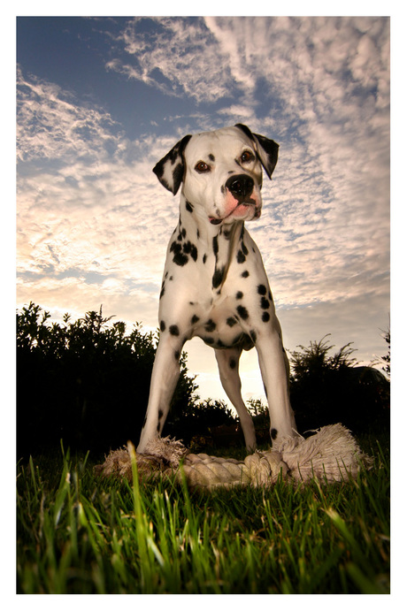 Dalmatier