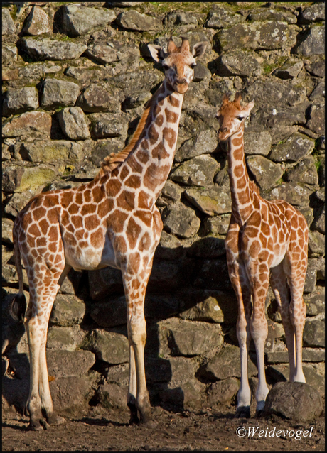 2 jonge giraffen