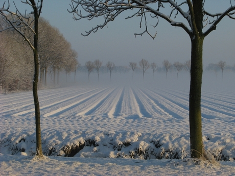 Strakke belijning in de polder.