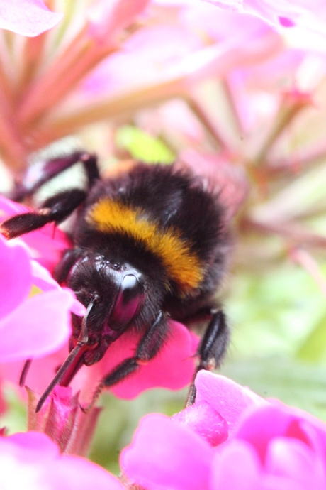 Hommel