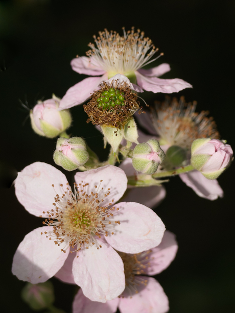 Bramenbloemen