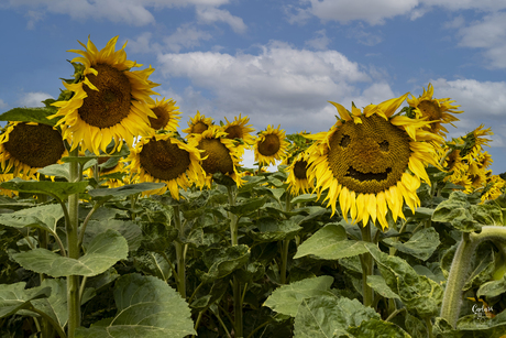 Lachende Zonnebloem