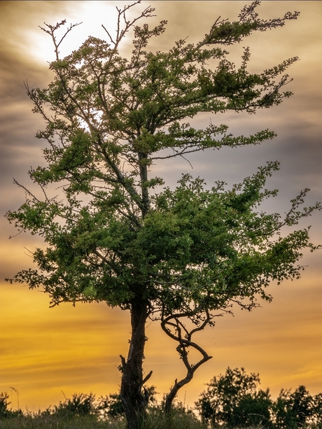 Zonsondergang 