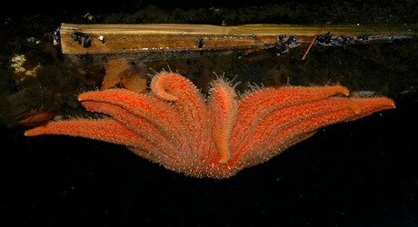 Sea Star in Vancouver