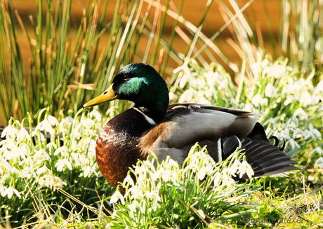 Lente