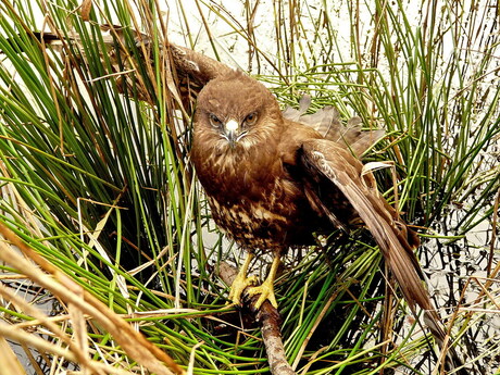 Vogel serie 95. Buizerd.