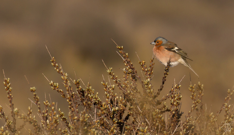 ♂ Vink bij zacht avondlicht...