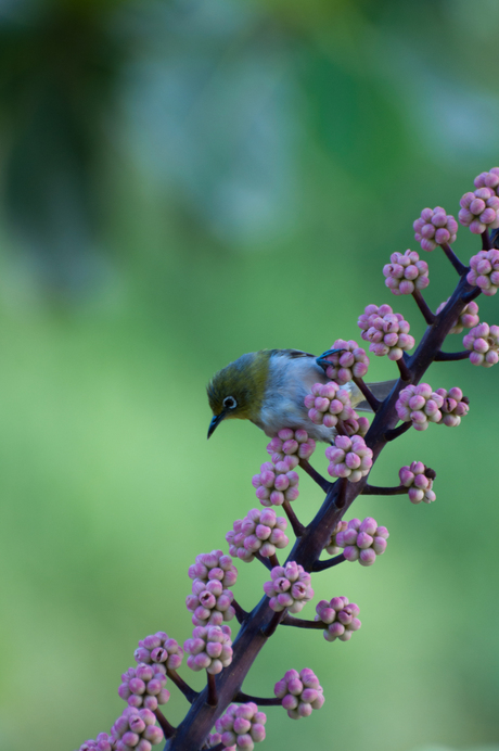 Japanese white eye 2