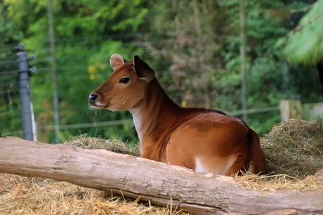 Banteng