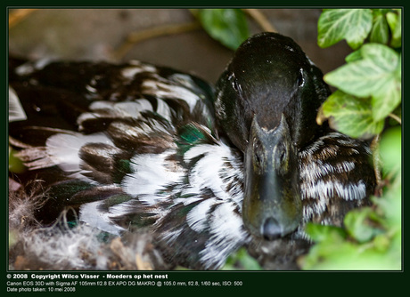 Moeder op het nest