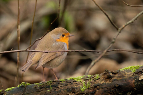 Roodborst