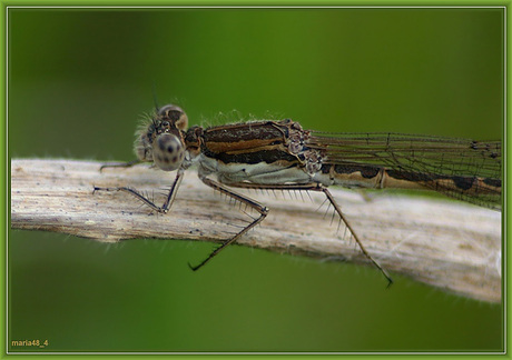 Sympecma fusca man