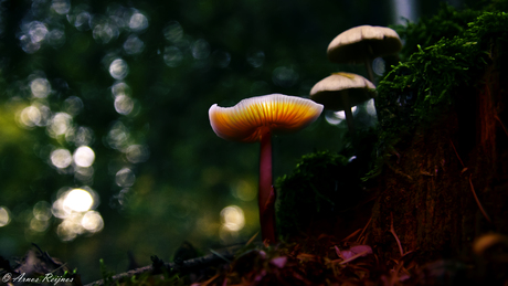 mushroom light painting 