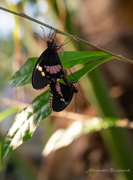 Vlinder - Parides