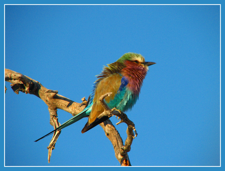 Botswana bird