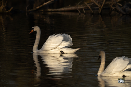 Swans