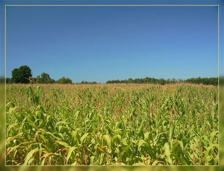 Cornfield