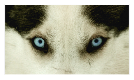 Husky's eyes