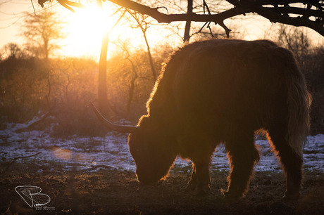 Schotse Hooglander in silhouet