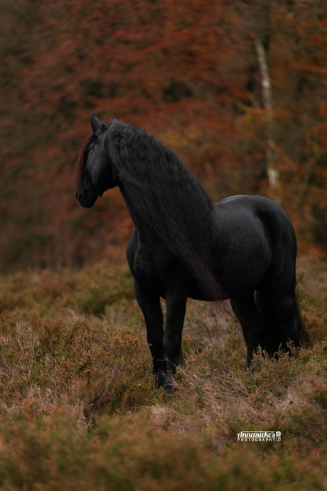 Fries paard in de herfst