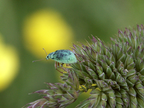 Groene snuitkever