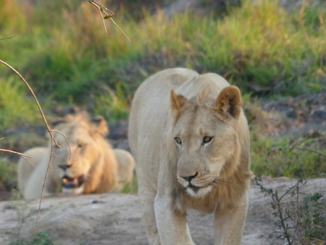 Leeuwen in Swaziland