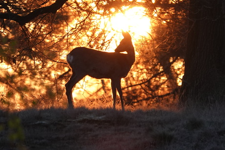 Op een mooie ochtend 